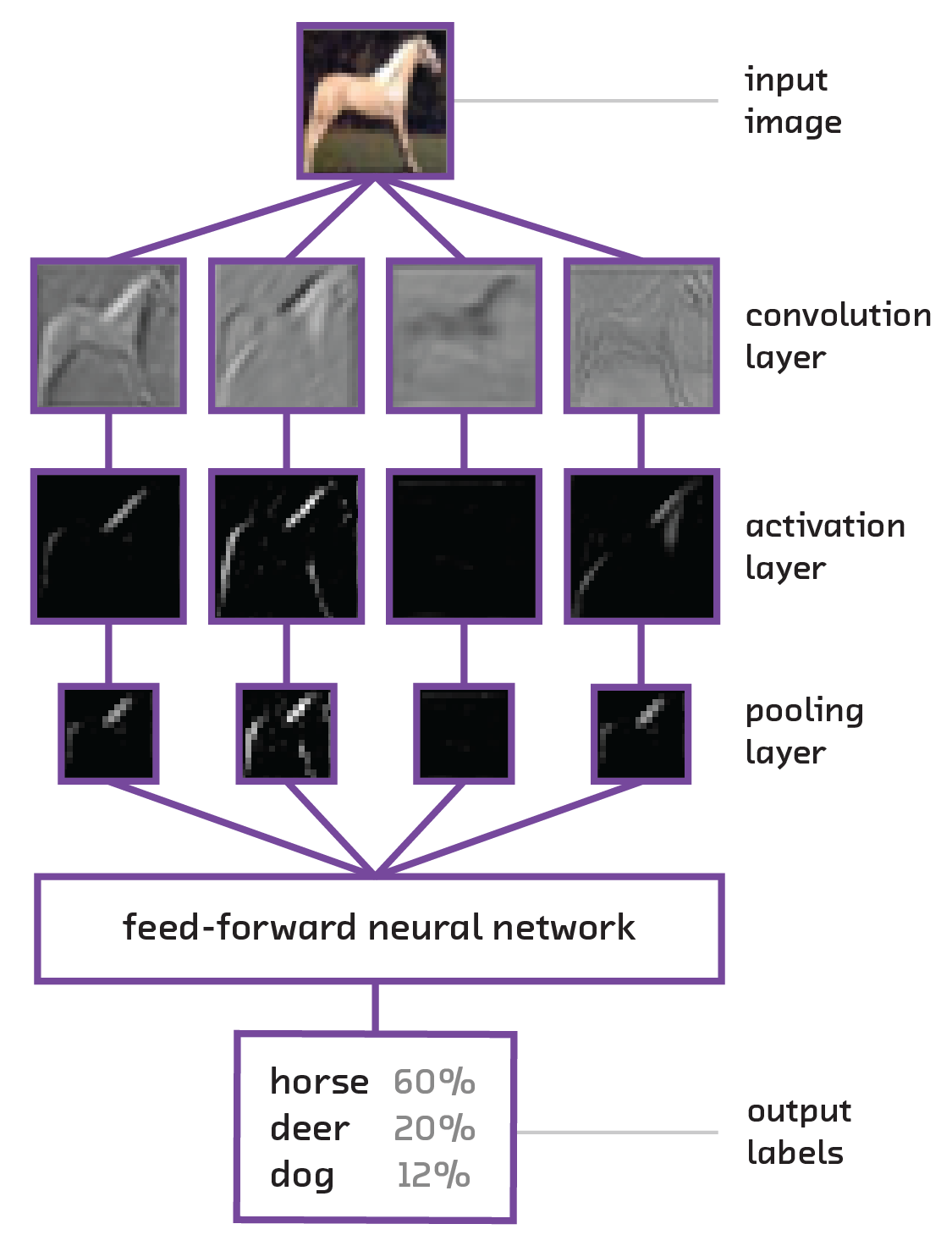 A simple convolutional neural networks processing an input image.