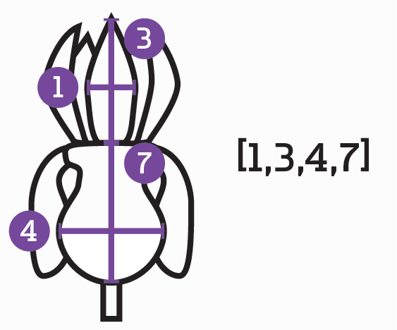 The petal and sepal measurements of an Iris as input vector.